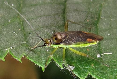 Réf. 241 631 : Closterotomus trivialis